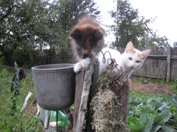 Котята